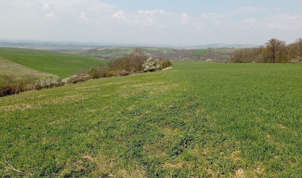 Prodej pozemku 6 023 m², Velké Němčice – náhled fotky 6