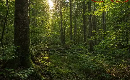 Prodej lesa 57 121 m², Český Dub - Smržov, okres Liberec