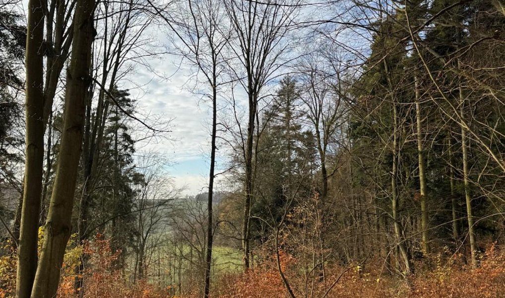 Prodej lesa 9 585 m², Dzbel – náhled fotky 10