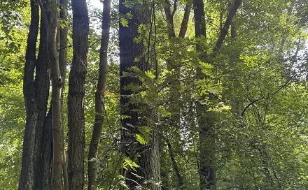 Prodej lesa 4 780 m², Dobříč - Čivice, okres Plzeň-sever