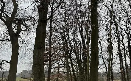 Prodej lesa 2 664 m², Česká Lípa - Nýřany