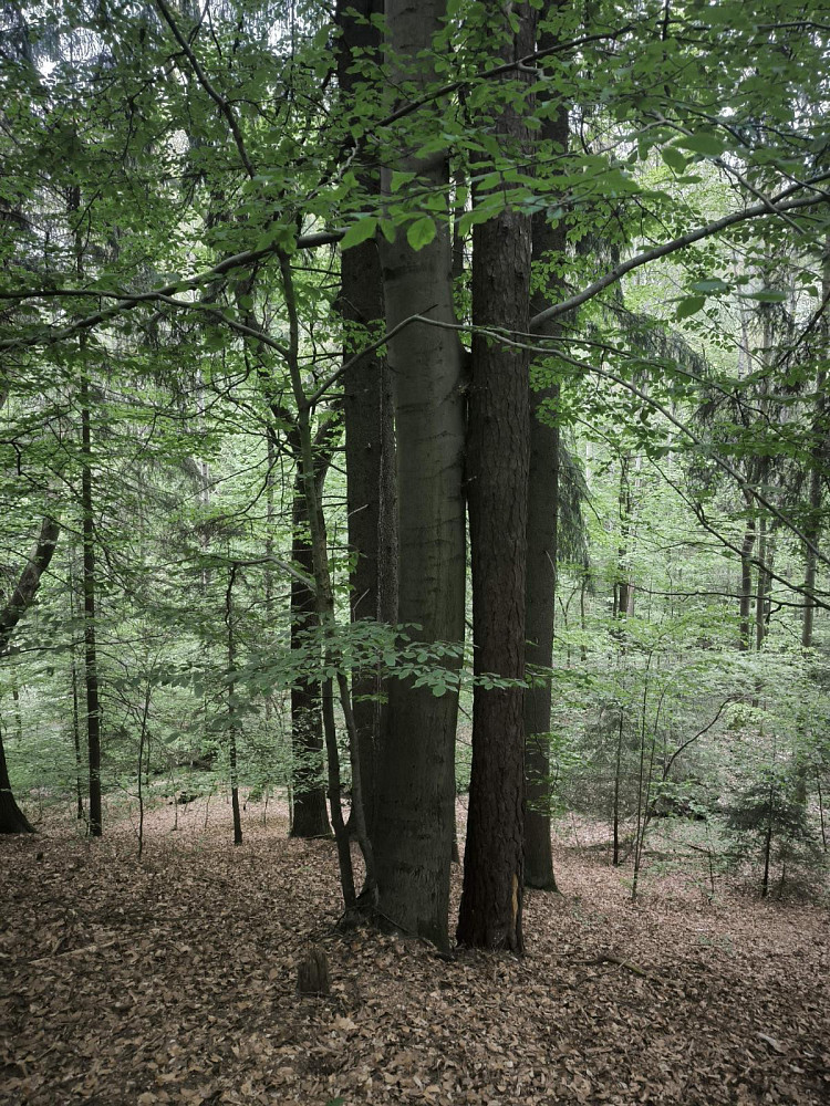 Prodej lesa 10 902 m² – pohled 6