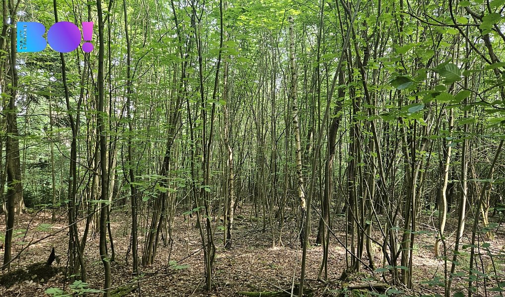 Prodej lesa 14 596 m², Valašská Polanka – náhled fotky 3