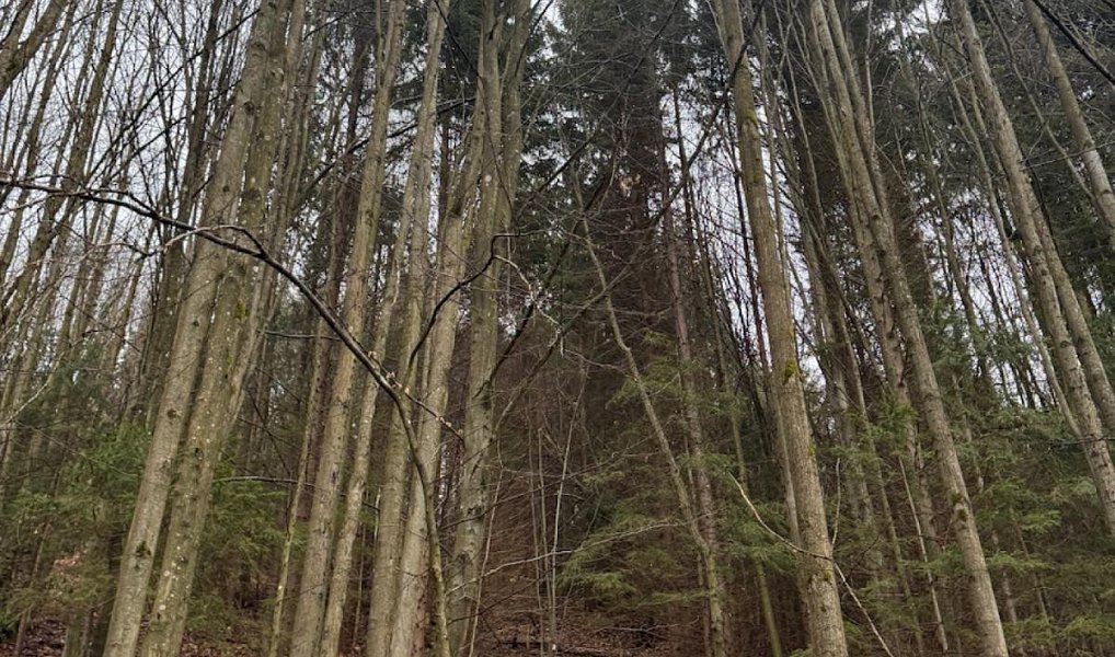 Prodej lesa 16 650 m², Zděchov – náhled fotky 10