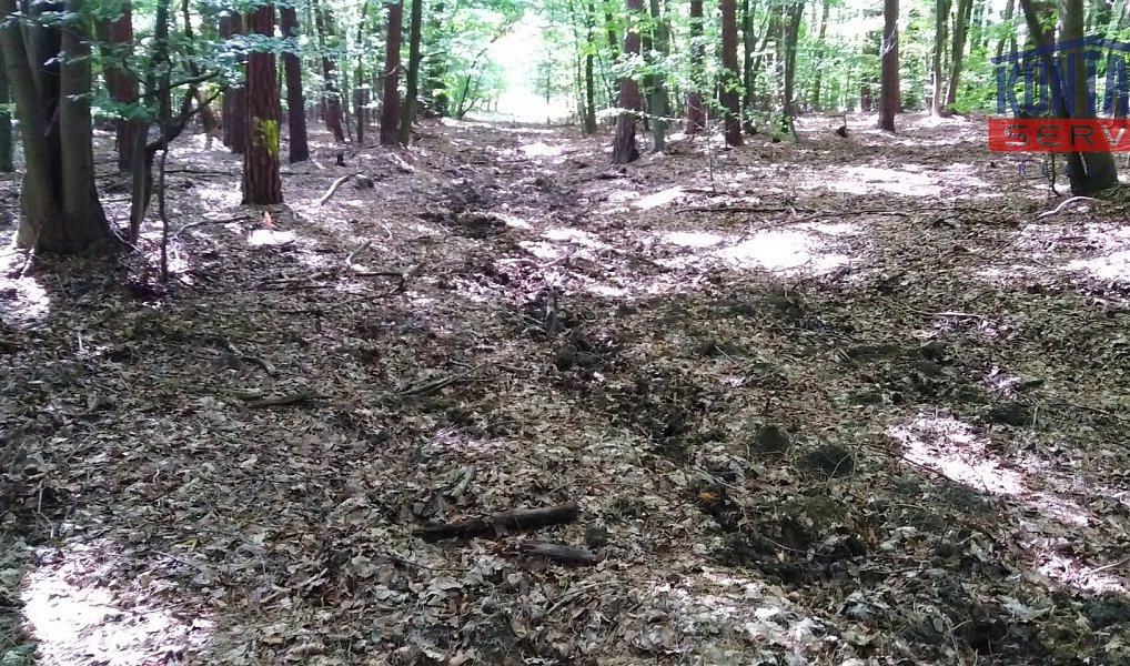 Prodej lesa 4 599 m², Slavičín – náhled fotky 6