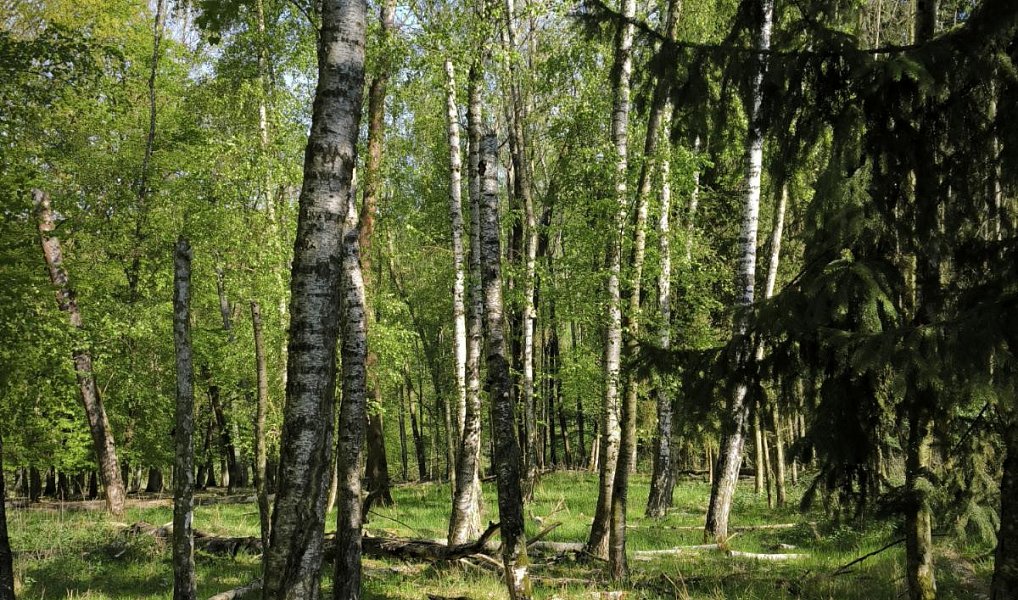 Prodej lesa 5 226 m², Nebužely – náhled fotky 3