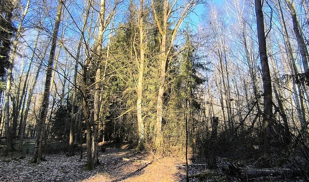Prodej lesa 2 956 m², Františkovy Lázně – náhled fotky 5