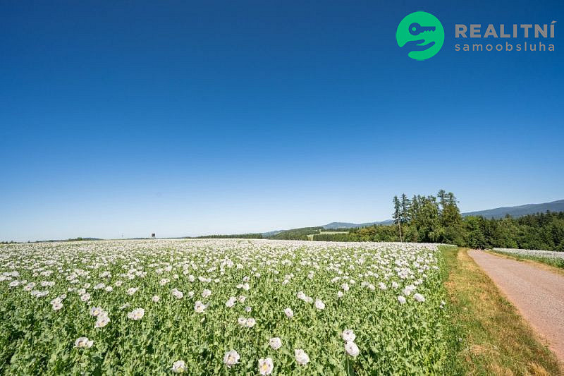Prodej pole 40 000 m² – fotografie 4
