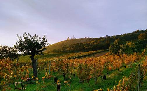 Jedinečná příležitost koupě vinného sklepa s vinicí na úpatí Svatého kopečku v Mikulově, Zlámalova, Mikulov, okres Břeclav