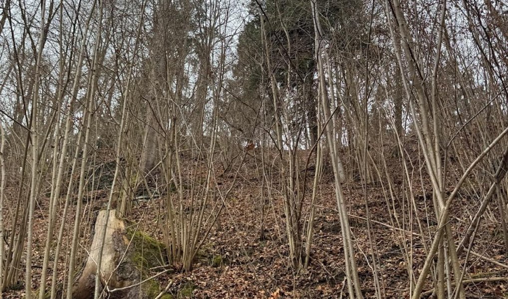 Prodej lesa 2 337 m², Zlatá Koruna – náhled fotky 6