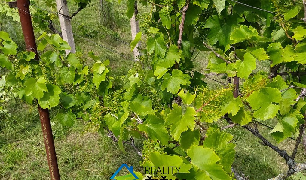 Prodej zahrady 942 m², Viničné Šumice – náhled fotky 3