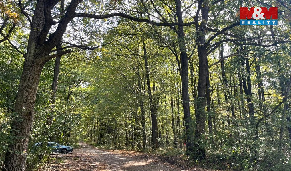 Prodej lesa 845 297 m², Kněždub – náhled fotky 4