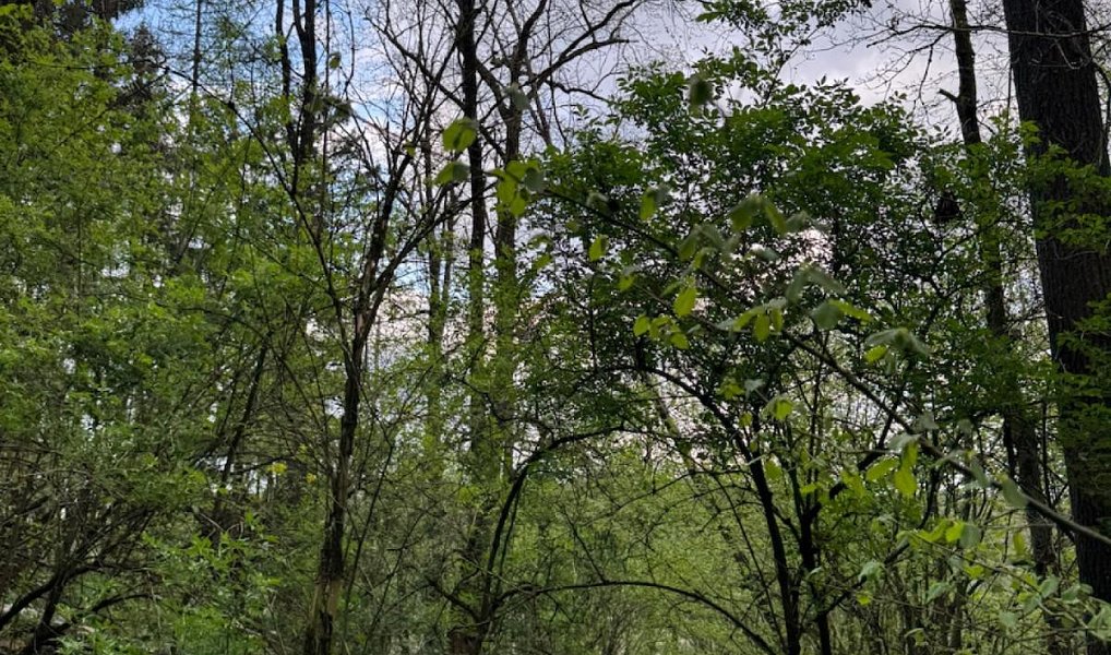 Prodej lesa 4 298 m², Přeštěnice – náhled fotky 7
