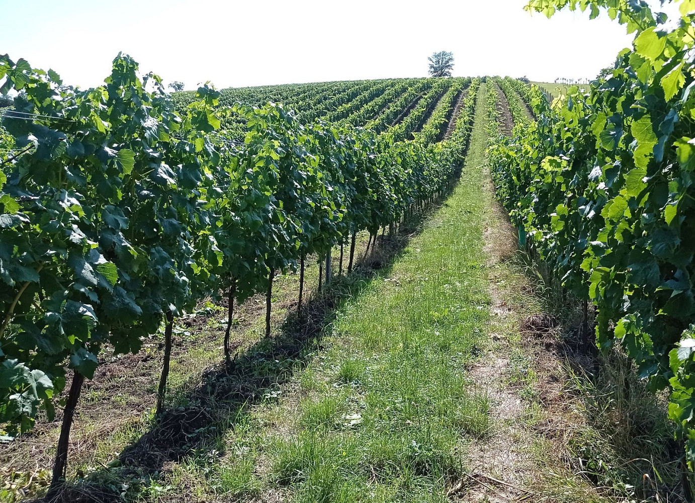 Prodej pozemku 90 769 m² – fotografie 3