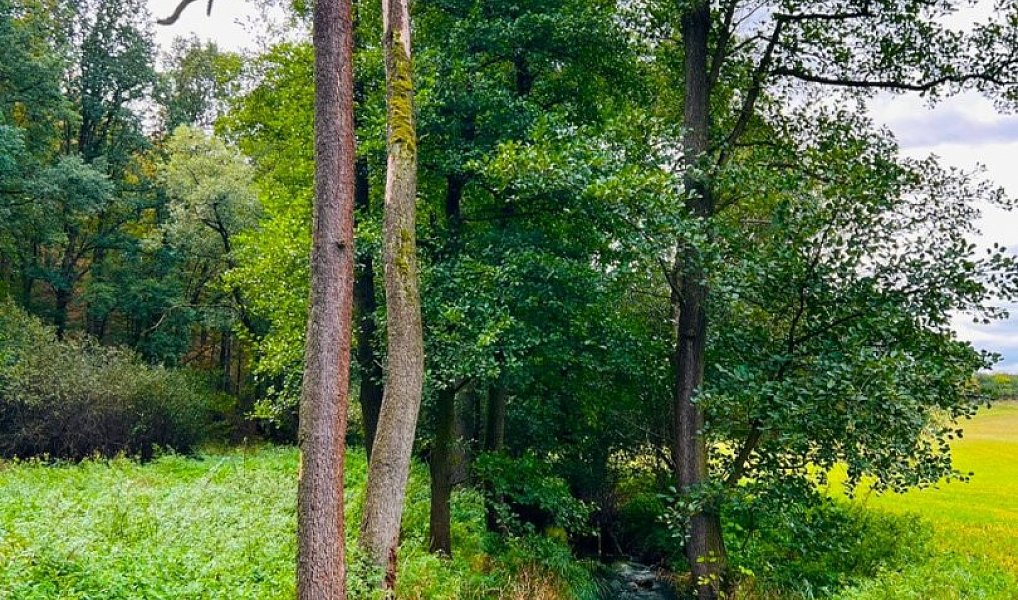 Prodej louky 1 277 m², Rybníky – náhled fotky 8