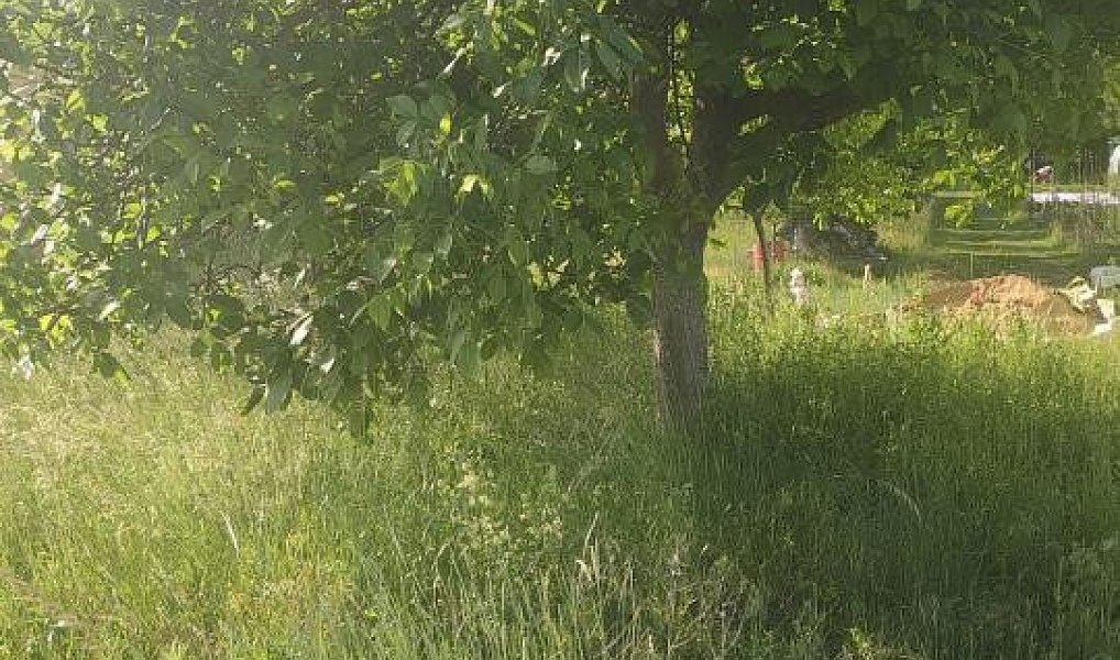 Prodej stavebního pozemku 2 431 m², Viničné Šumice – náhled fotky 3