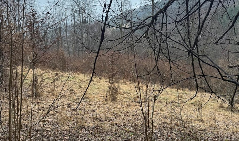 Prodej lesa 16 650 m², Zděchov – náhled fotky 5