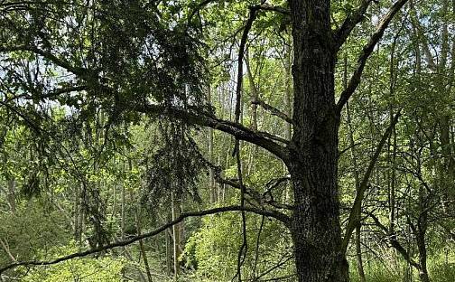 Prodej pozemku 9 027 m², Suchdol, okres Prostějov