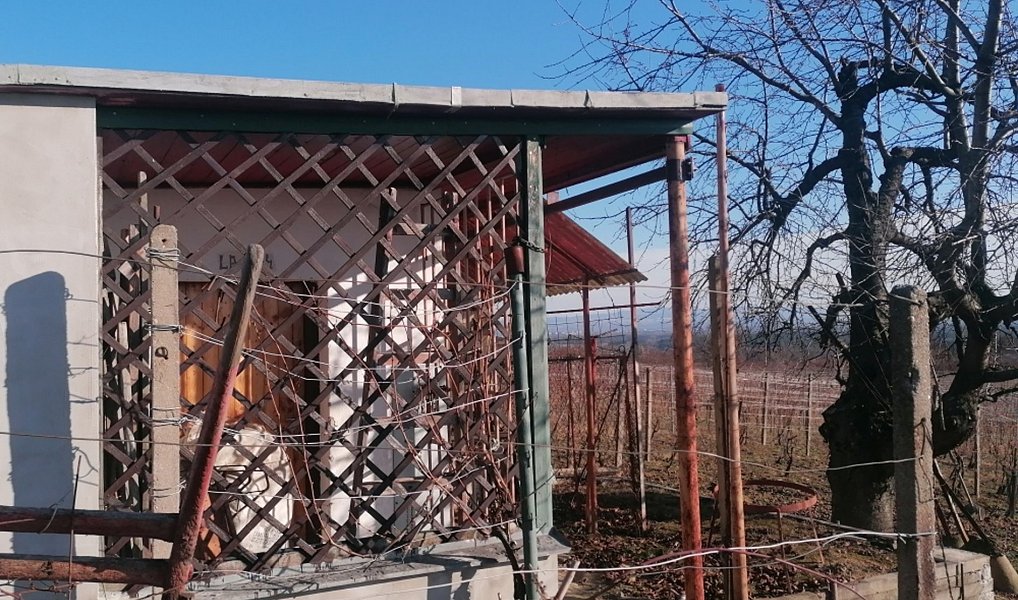 Prodej pole 2 596 m², Bzenec – náhled fotky 6