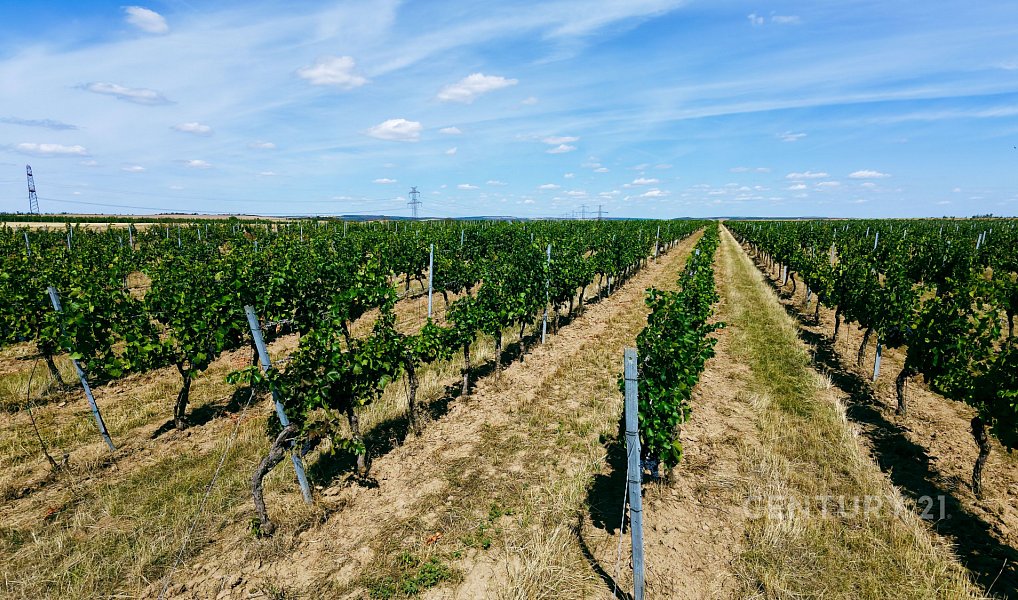 Prodej pole 48 928 m², Těšetice – náhled fotky 13