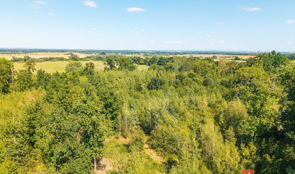 Prodej lesa 37 347 m², Pardubice – náhled fotky 9
