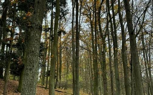 Prodej lesa 7 998 m², Dolní Lukavice, okres Plzeň-Jih