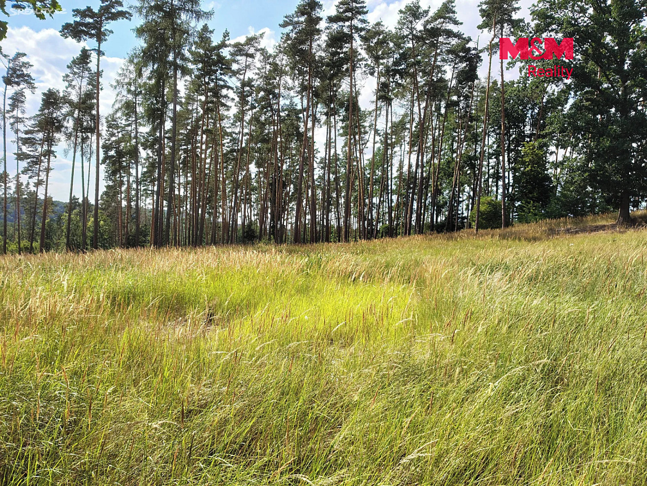 Prodej lesa 5 397 m² – fotografie 3