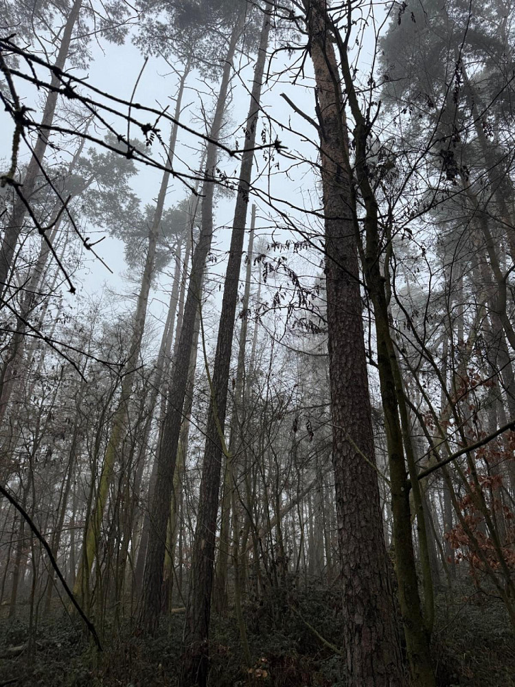 Fotka 8 z 17
