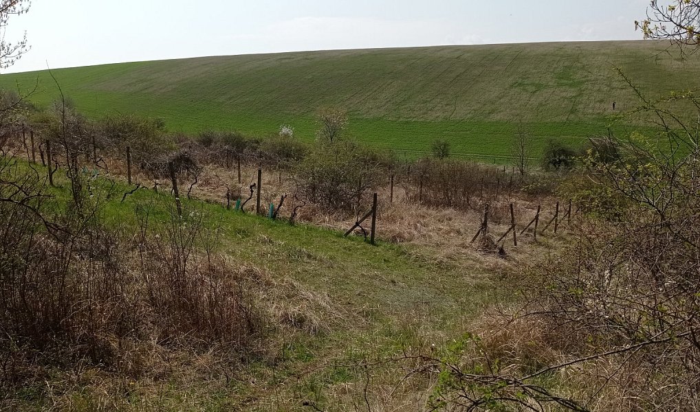 Prodej pozemku 6 023 m², Velké Němčice – náhled fotky 2