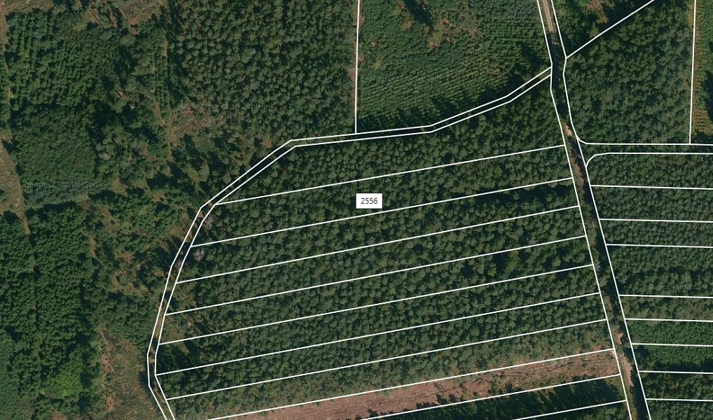 Prodej lesa 4 751 m², Bechyně – náhled fotky 3