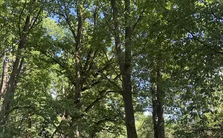 Prodej lesa 1 243 m², Kytlice - Dolní Falknov, okres Děčín