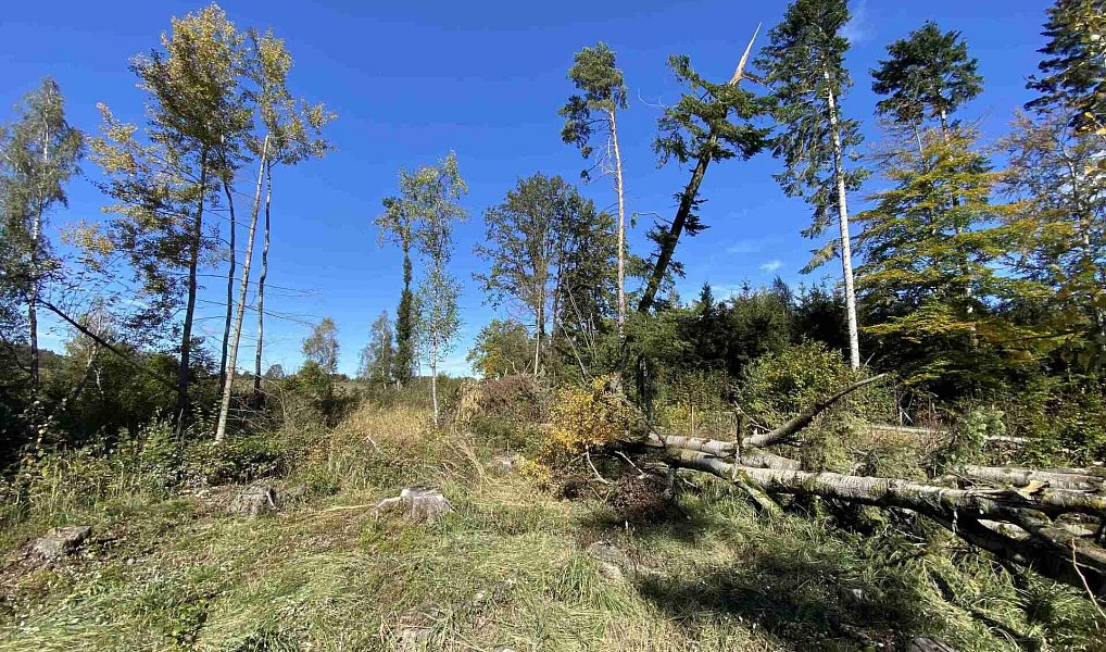 Prodej pole 4 706 m², Nový Rychnov – náhled fotky 6