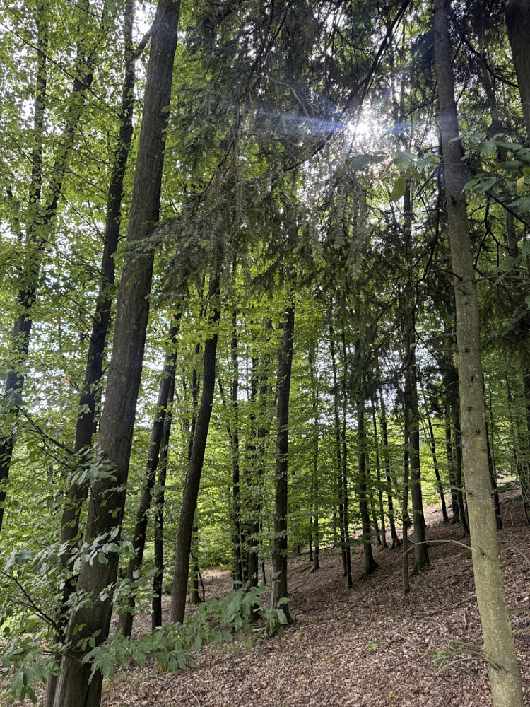 Prodej lesa 11 507 m²