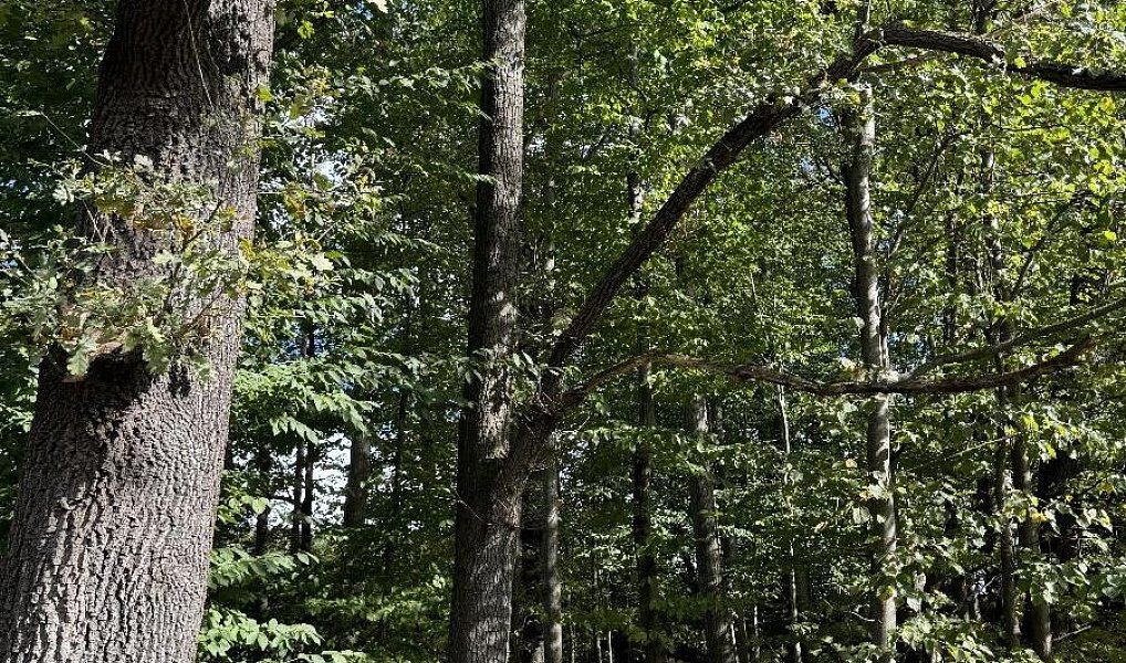 Prodej lesa 7 174 m², Žulová – náhled fotky 6