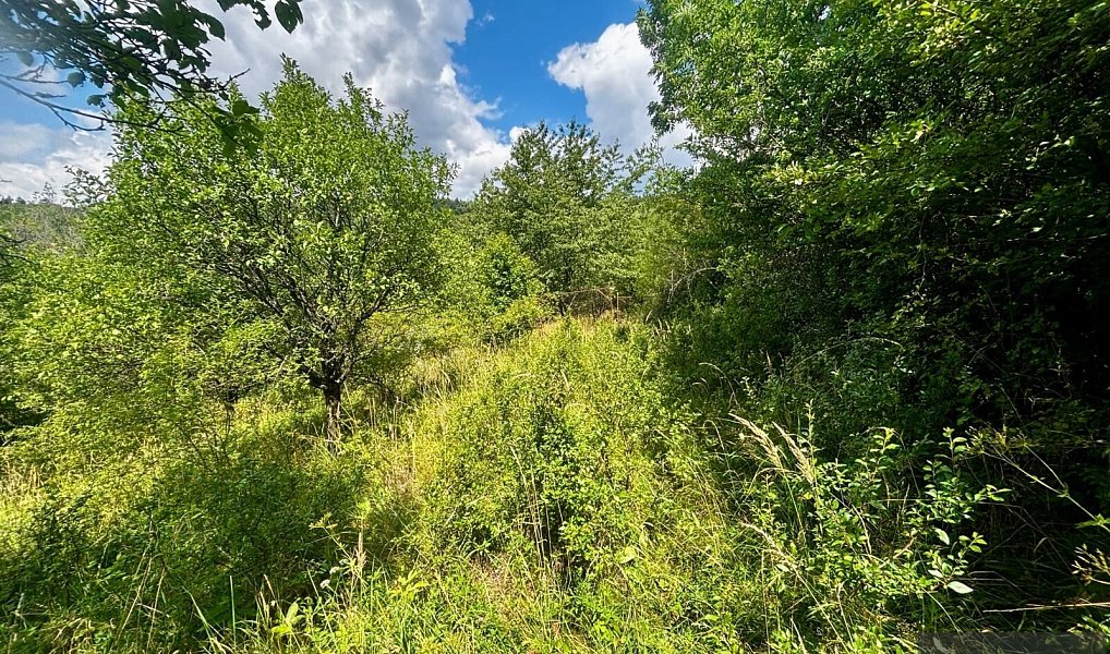 Prodej stavebního pozemku 6 433 m², Žítková – náhled fotky 5