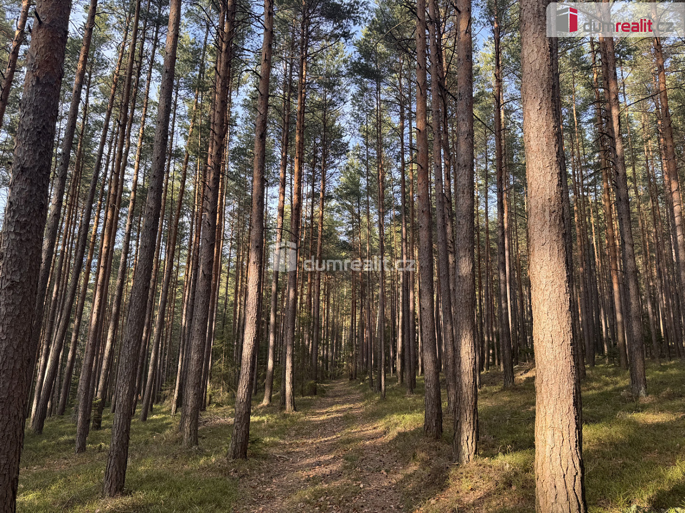 Prodej lesa 2 877 m² – fotografie 3