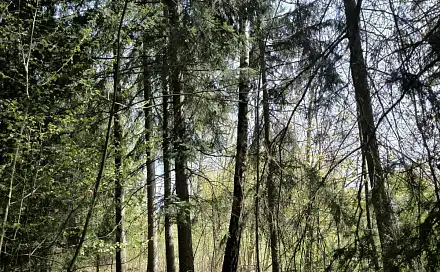 Prodej lesa 2 671 m², Benešov u Semil - Dražeň