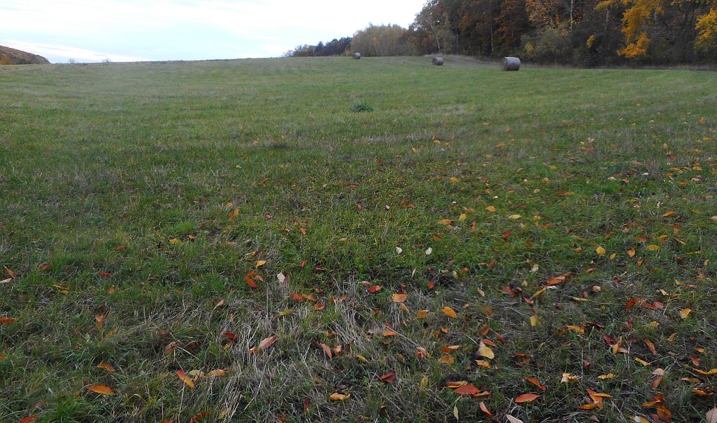 Prodej louky 9 483 m², Polepy – náhled fotky 6