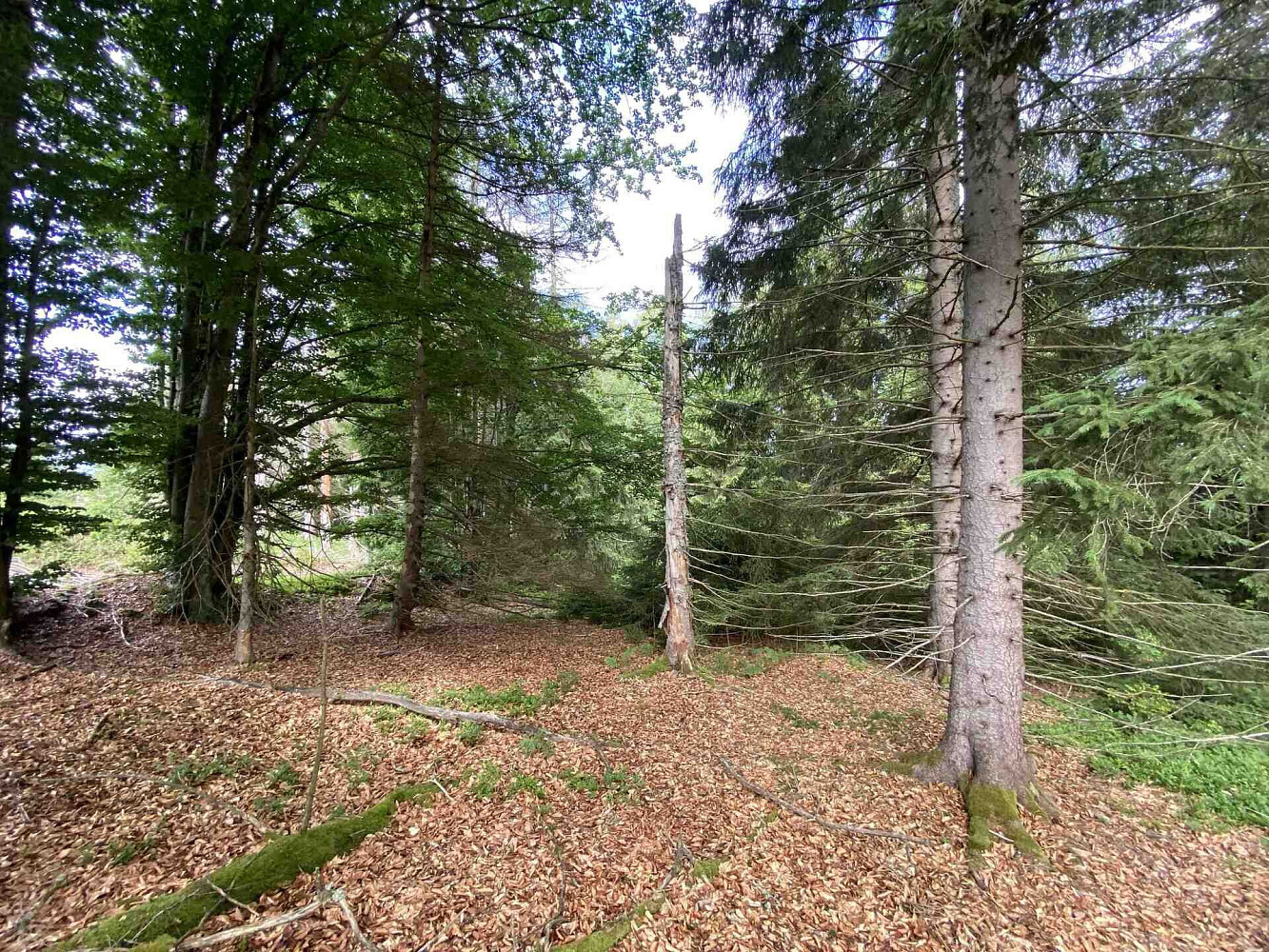 Prodej pozemku 3 072 m² – fotografie 4