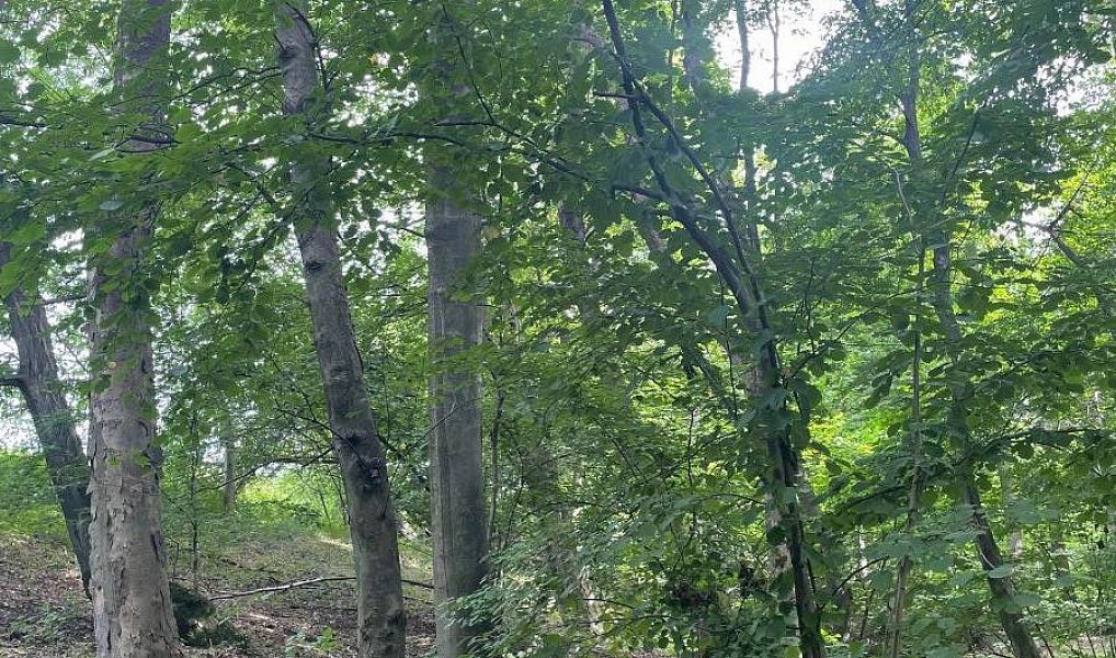 Prodej lesa 5 193 m², Vělopolí – náhled fotky 5