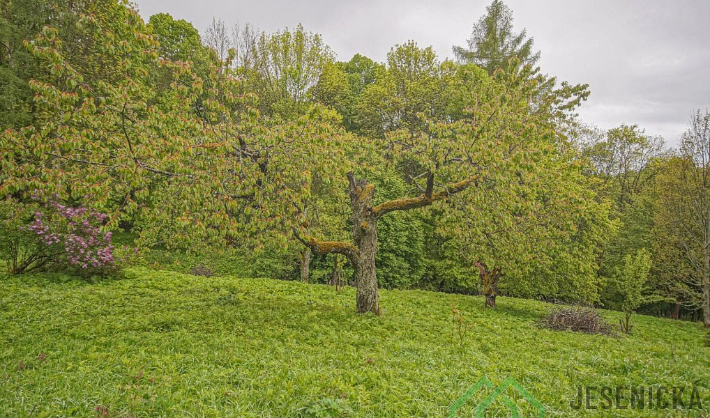 Prodej louky 2 772 m², Branná – náhled fotky 4
