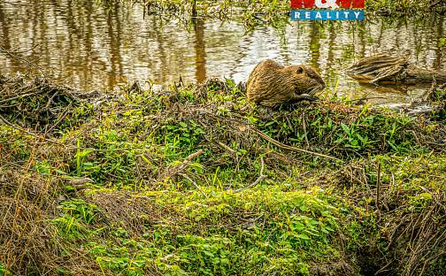 Prodej pozemku 2 605 m², Lštění, okres Benešov