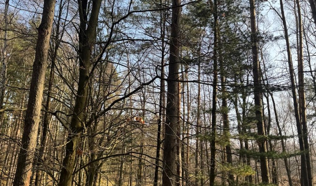 Prodej lesa 26 674 m², Nosálov – náhled fotky 4