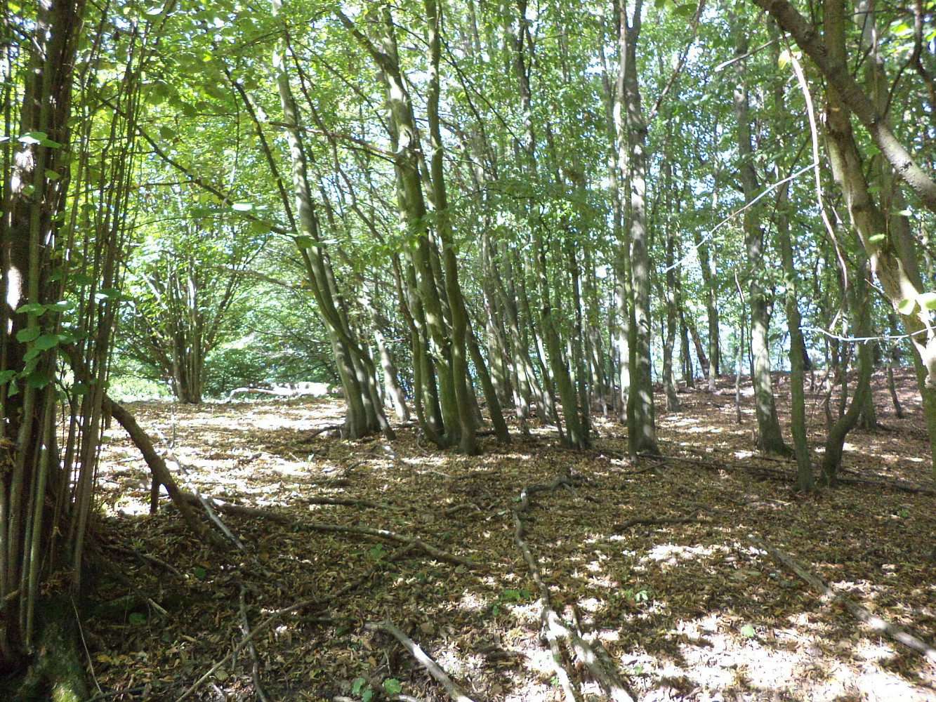 Prodej pole 14 517 m²