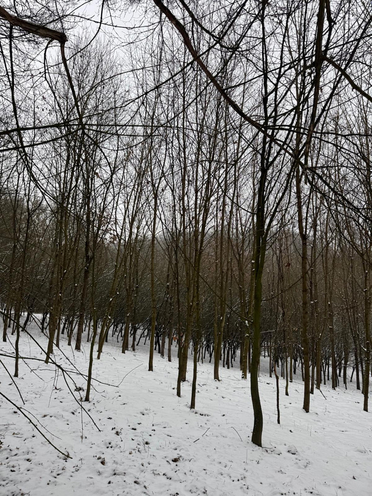 Fotka 6 z 17