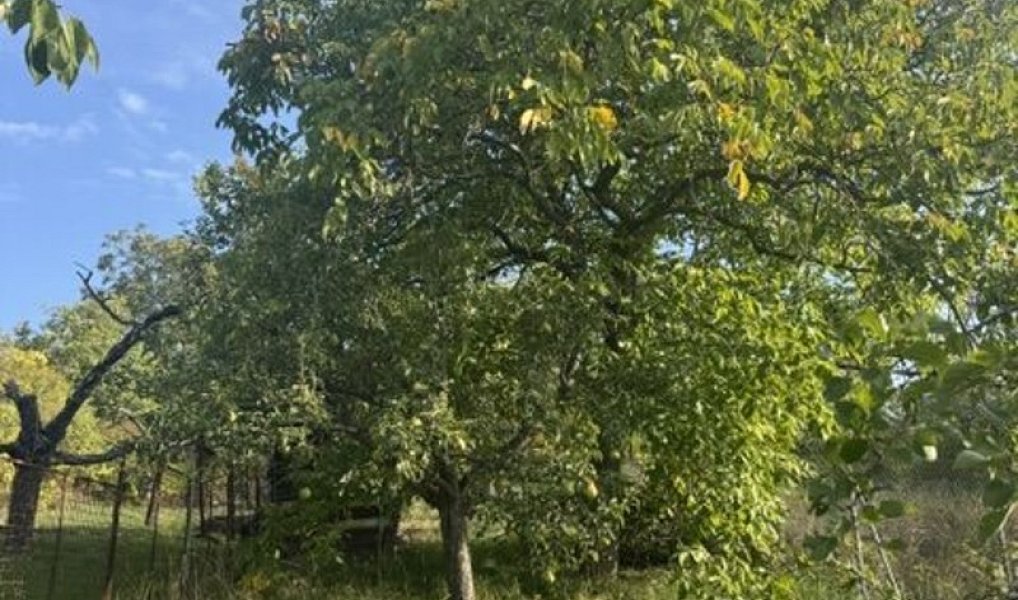 Prodej zahrady 972 m², Brno – náhled fotky 4