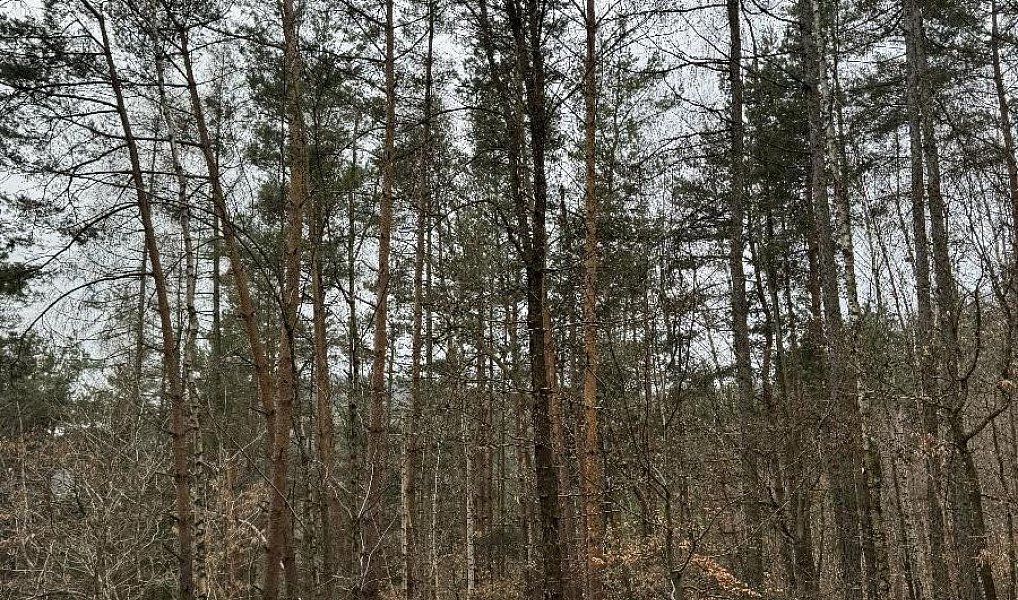 Prodej lesa 3 582 m², Líšný – náhled fotky 3