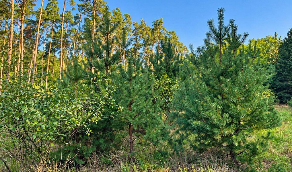 Prodej lesa 8 713 m², Vracov – náhled fotky 3