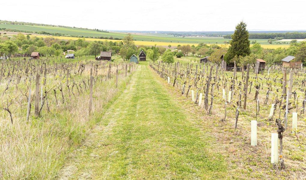 Prodej pozemku 3 526 m², Radějov – náhled fotky 5