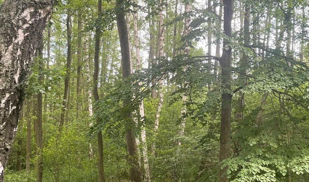 Prodej vodní plochy 130 000 m², Chlum u Třeboně – náhled fotky 7